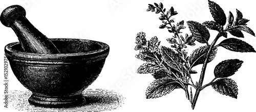 Engraved herb mortar and pestle with botanical illustrations for herbal design