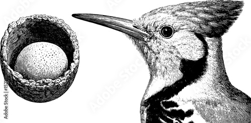 Engraved illustration of hoopoe bird and tree cavity nest with egg design for nature enthusiasts