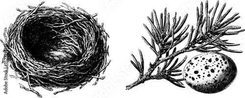 Engraved bird's nest with pine branch and egg for nature or wildlife design projects