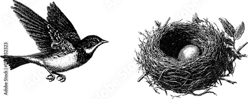 Engraved illustration of lark in flight and sky nest with egg for nature lovers