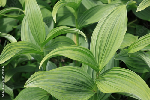 Wallpaper Mural 緑の葉がきれいな植物のコバイケイソウ Torontodigital.ca