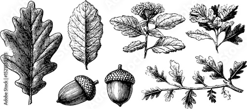 Botanical engravings of leaves and flowers for design and decoration
