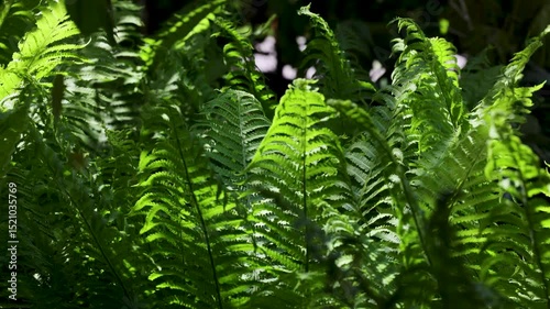 Sunlight filters through vibrant green fern leaves in a dense forest, creating a peaceful and natural atmosphere filled with lush foliage and soft shadows.