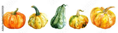 Set of fresh fruit, Mixed pumpkins and squashes in watercolor style isolated on a transparent background.
