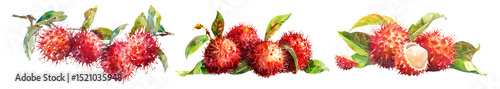 Set of fresh tropical fruit, Rambutans, Ngok in watercolor style isolated on a transparent background.