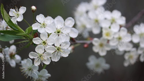 Extreme Close Up (Macro) Of Delicate White Cherry Blossoms With Yellow Stamens. Softly Blurred Bokeh Background. Gentle Movement Implied. Spring Floral Beauty.