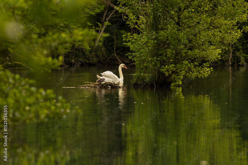 Obraz premium Swan