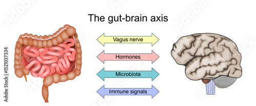 Gut brain axis. Immune signals, Gut Microbiota, Hormones, and Vagus nerve