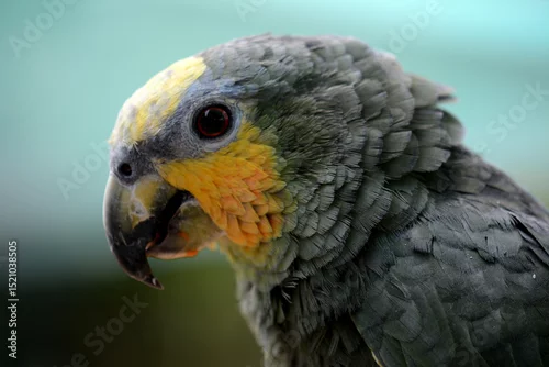 Obraz a gray  african parrot with yellow face feathers.