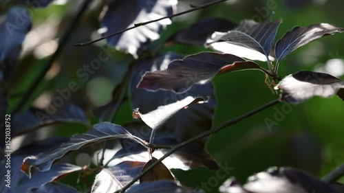Sunlight filters through brown leaves, creating a vivid contrast of colors. The leaves gently sway in the breeze against a bright blue sky, evoking a peaceful, springtime mood.