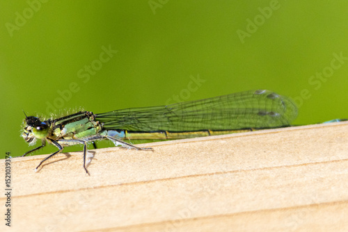 Blue tailed damselfly close up. High quality photo