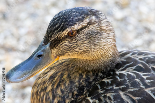Female mallard duck close up. High quality photo