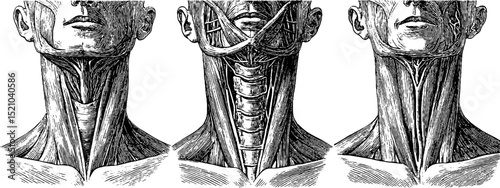 Anatomical engraving of neck muscles and cervical spine for educational use or medical study