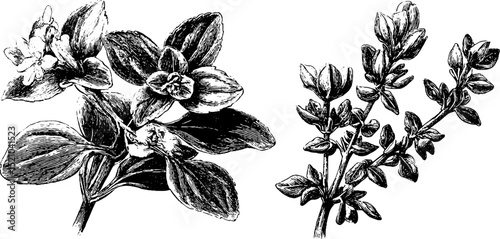 Elegant botanical illustration of oregano and marjoram for herbal design projects