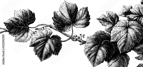 Engraved illustration of organic vines and leaves. Vintage black and white botanical sketch with intricate detail and classic decorative elegance.