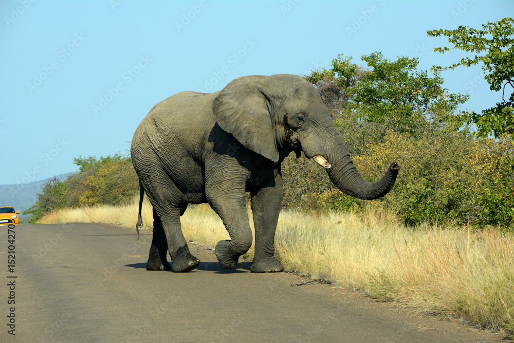 Fototapeta premium Single African elephant in the Kruger National Park South Africa.