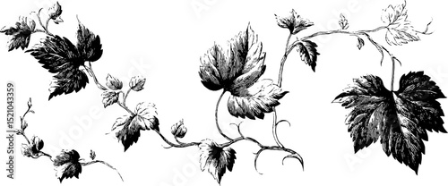 Ornamental vine set engraving for elegant decorative designs