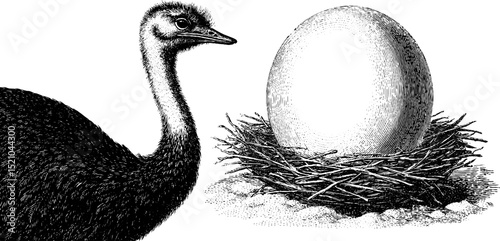Engraved illustration of ostrich and nest with egg for nature and wildlife art design