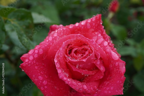 Fototapeta Naklejka Na Ścianę i Meble -  雨に濡れた薔薇（マリアカラス）