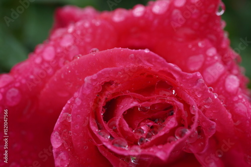 Fototapeta Naklejka Na Ścianę i Meble -  雨に濡れた薔薇（マリアカラス）