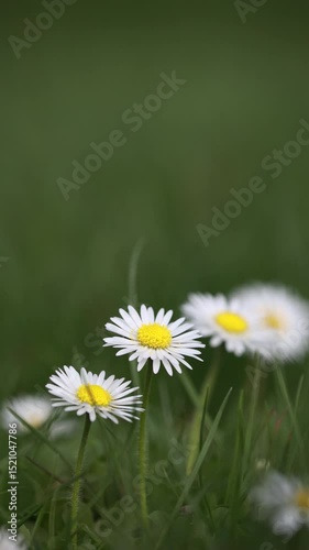 Delicate White Daisies With Bright Yellow Centers Sway Gently In The Wind. Close-Up In A Green Spring Meadow. Vertical