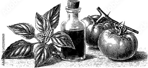 Engraved botanical illustration of ratatouille vegetables and herbs for culinary design