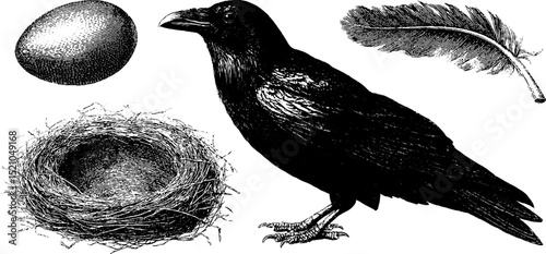 Engraved raven and gothic nest illustration set for art and design