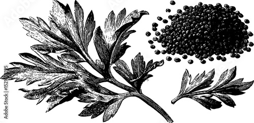 Engraved botanical illustration of savory and celery with seeds for herbal design