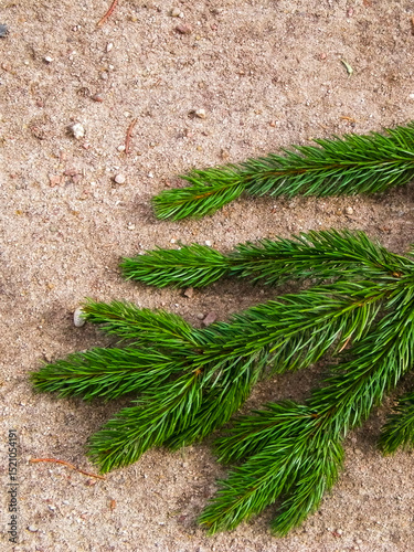 Spruce branch on the sand. Nature background.