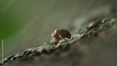 Cicadas on a tree. Close-up in the rain forest. Tropical rain forest of Asian. Macro photo mushroom with moss and ferns, blurred focus