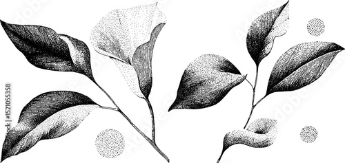 Engraved botanical illustration of simple petals and leaves set