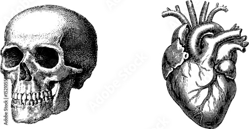 Intricate engraved illustrations of human skull and heart anatomy set