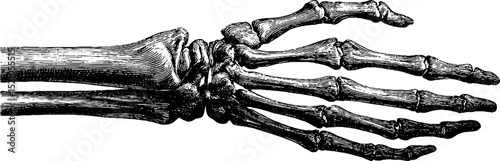 Detailed engraved illustration of skeletal hand and wrist anatomy for educational design