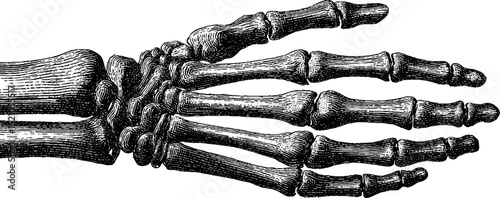 Detailed engraving of skeletal hand and wrist anatomy for educational and medical use