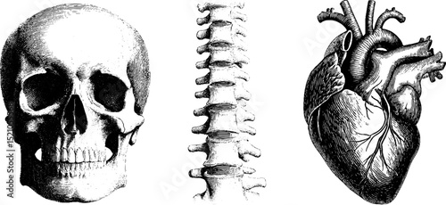 Engraved anatomical illustration set featuring skull, spine, and heart for educational use