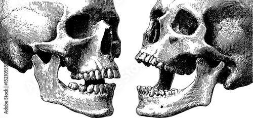 Detailed engraved illustration set of human skulls and mandibles for educational use