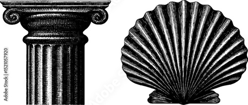 Classical architecture column and scallop shell engraving for historical design projects