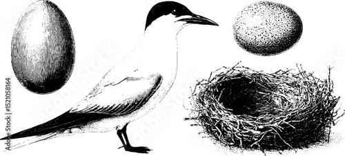 Intricate engraved illustration of tern with beach nest and eggs for nature design
