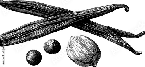 Vintage botanical engraving of vanilla pods and nutmeg for culinary art and design