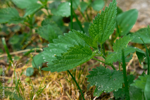 Wallpaper Mural Nettle (Urtica dioica) growing in the grass Torontodigital.ca