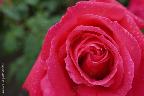 雨に濡れた薔薇（マリアカラス）