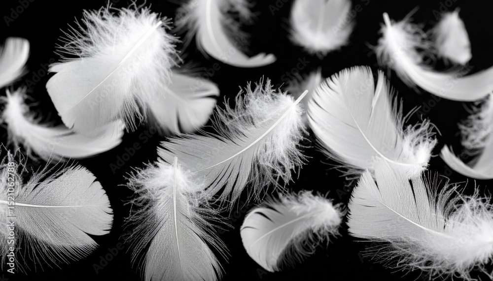 Obraz premium White Feathers Floating on Black Background