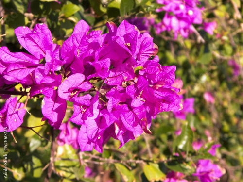 Close up of pink flower as background.
