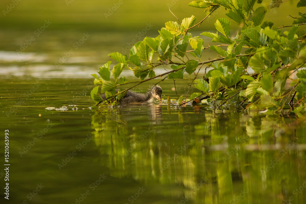 Naklejka premium Eurasian coot