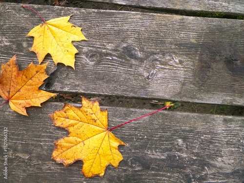 Autumn leaves on wood as nature background.