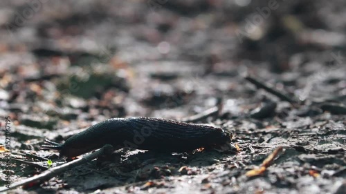 A Dark Land Slug (Gastropod) Purposefully Navigates From Right To Left Over Leaf Litter And Soil On The Forest Floor. Small Insects Active In Background.