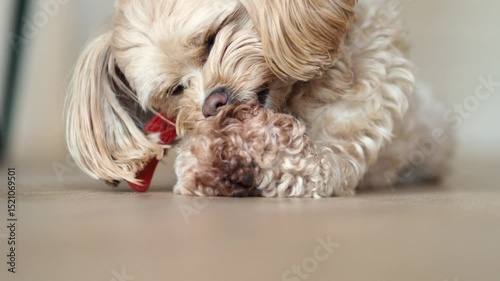 Cute maltipu dog of light color close-up. The pet is licking its paws. The puppy has an allergic reaction to food. The problems of decorative dogs. Hypoallergenic breed