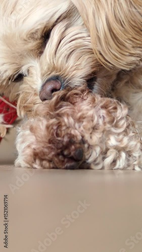 Cute maltipu dog of light color close-up. The pet is licking its paws. The puppy has an allergic reaction to food. The problems of decorative dogs. Hypoallergenic breed. The dog's anxiety