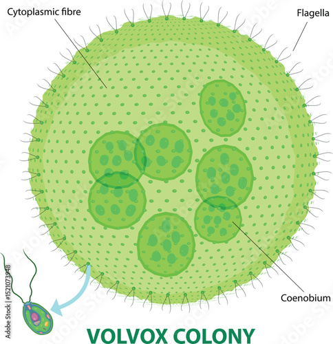 illustration of volvox colony diagram