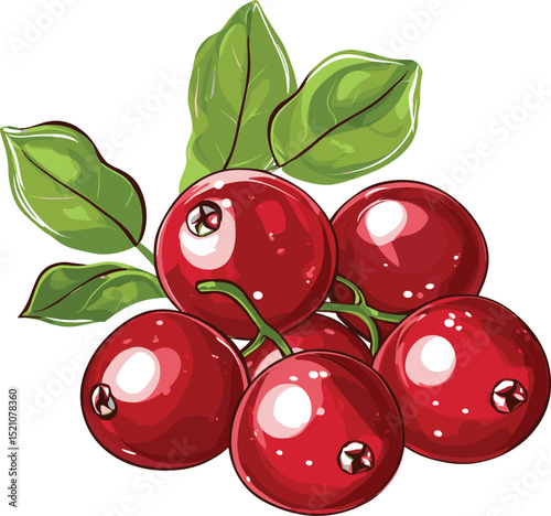 Vibrant Cranberries: A close-up illustration captures a cluster of succulent, ripe cranberries with fresh green leaves. The image evokes freshness and the vibrant color of autumn.